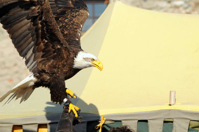 Close-up of eagle perching on wall