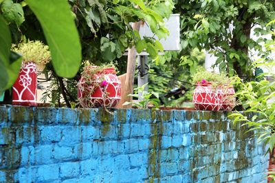Close-up of fruits and plants against wall