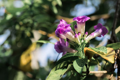 Close-up of purple flowering plant