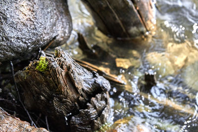 Close-up of turtle on rock