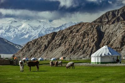 Cows on field