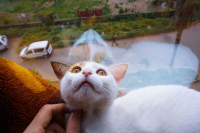 Close-up of hand with cat