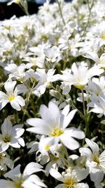 Close-up of white flowering plants
