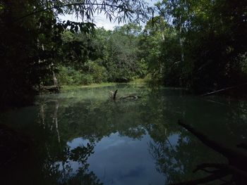 View of lake in forest