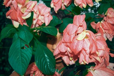 Close-up of flowers blooming outdoors