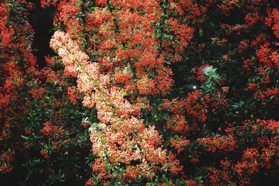 Close-up of red flowering plant