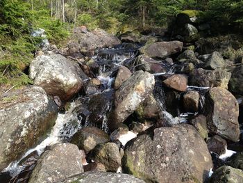 Rocks in forest