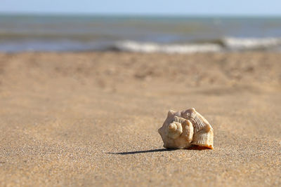 Close-up of seashell on beach