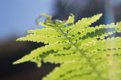 leaf