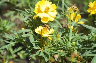 Close-up of yellow flowering plant
