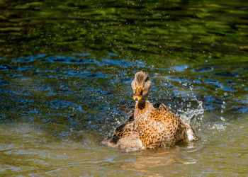 View of duck swimming in water