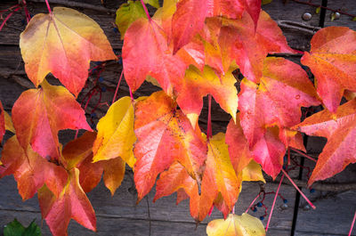Close-up of maple leaves on tree during autumn