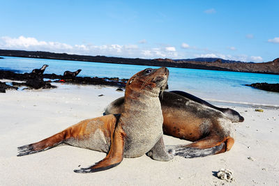 Sea lion on the beach in galapagos, ecuador