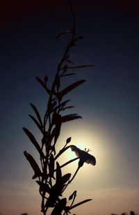 Plants growing at sunset