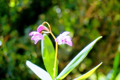 Close-up of pink flowers blooming outdoors