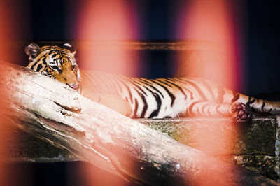 Tiger relaxing in cage at zoo