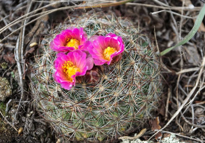 Close-up of pink flowers blooming in field