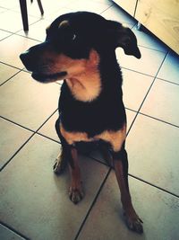 Close-up of dog sitting on floor at home