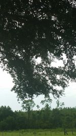 Trees on field against sky