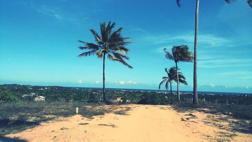 Palm trees in brazil