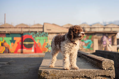 Dog standing on retaining wall against sky