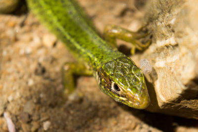 Close-up of snake