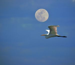 Low angle view of seagull flying against clear sky