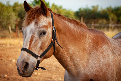 Close-up of a horse on field