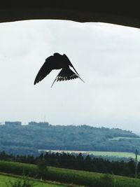 Bird flying over the background