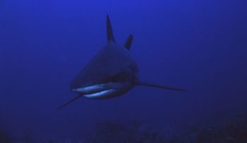Gray reef shark swimming in blue sea