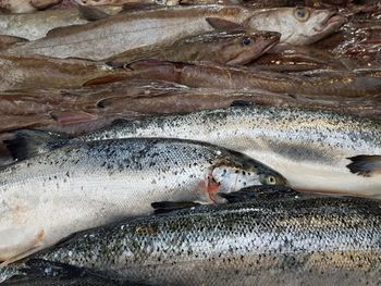 Close-up of fish swimming in sea