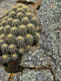 High angle view of succulent plant on rock