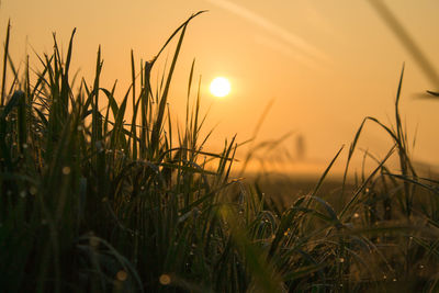 Close-up of fresh grass against sunset sky