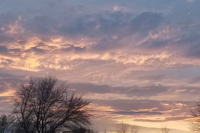 Low angle view of silhouette trees against sky during sunset