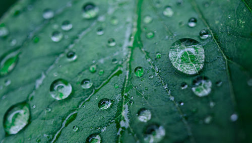 Full frame shot of raindrops on leaf