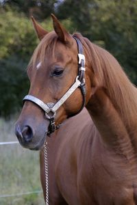 Close-up of horse