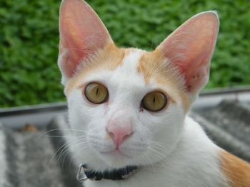 Close-up portrait of cat