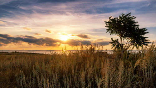 Scenic view of field against sky during sunset