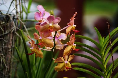 Close-up of pink flowering plant