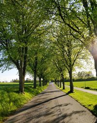 Road amidst trees in park