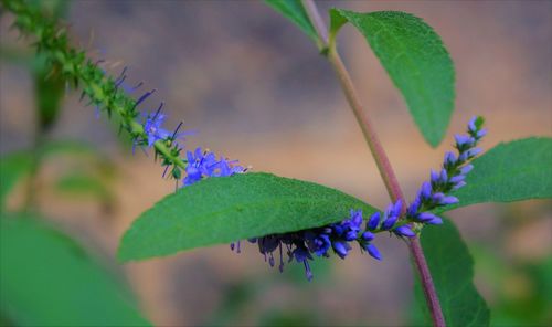 Close-up of purple flowering plant