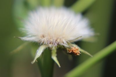 Close-up of insect on flower