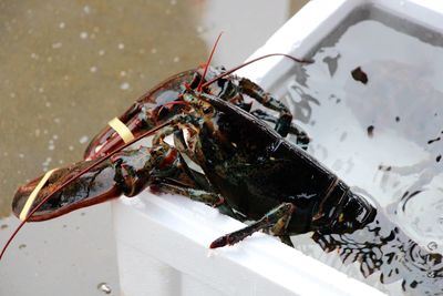 Close-up of lobster in water