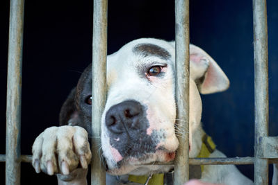 Portrait of dog in cage