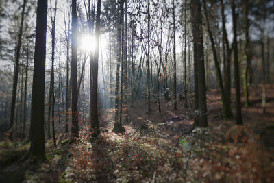 Sunlight streaming through trees in forest