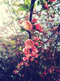 Close-up of berries growing on tree