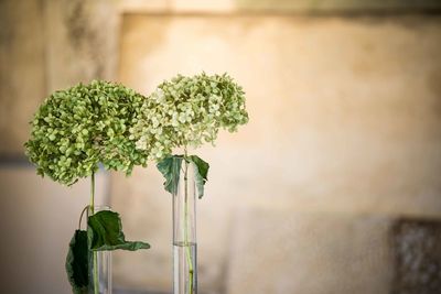 Close-up of potted plant against wall