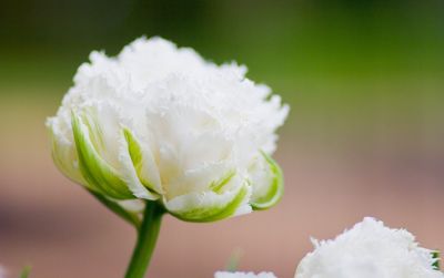 Close-up of white flowers