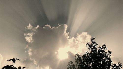 Low angle view of trees against sky