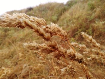 Close-up of wheat growing on field